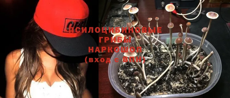 что такое   Устюжна  Псилоцибиновые грибы MAGIC MUSHROOMS 